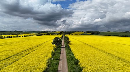 Zwischen einigen Wolken schaut am Montag im Freistaat vorübergehend auch die Sonne raus. (Archivbild) / Foto: Martin Schutt/dpa
