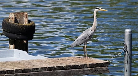 Thüringer Naturschutzverbände fordern einen Jagdstopp für den Graureiher. Der Bestand ist laut Monitoring in 20 Jahren um zwei Drittel geschrumpft, heißt es. (Archivfoto) / Foto: Soeren Stache/dpa/ZB