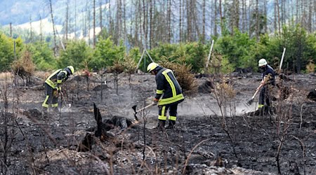 Die Feuerwehr hat das Waldbrandgebiet auf der Saalfelder Höhe noch weiter im Blick, auch nachdem der Katastrophenfall aufgehoben wurde. (Archivbild) / Foto: Michael Reichel/dpa