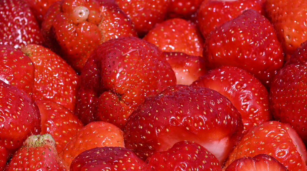 In Thüringen werden dieses Jahr voraussichtlich mehr Erdbeeren geerntet. (Archivbild) / Foto: Martin Schutt/dpa
