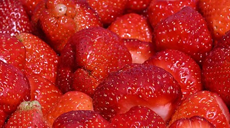In Thüringen werden dieses Jahr voraussichtlich mehr Erdbeeren geerntet. (Archivbild) / Foto: Martin Schutt/dpa