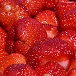 In Thüringen werden dieses Jahr voraussichtlich mehr Erdbeeren geerntet. (Archivbild) / Foto: Martin Schutt/dpa