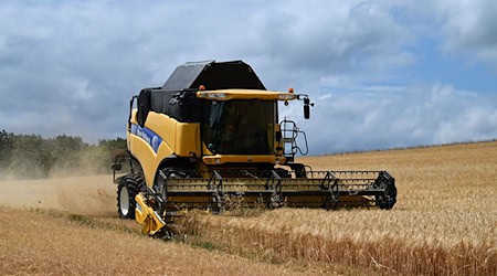 Die Ernteerträge in Thüringen dürften in diesem Jahr geringer ausfallen als im Durchschnitt der vergangenen Jahre. / Foto: Martin Schutt/dpa