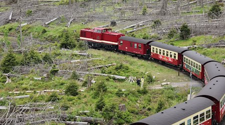 Auf mehreren Strecken der Harzer Schmalspurbahnen gibt es Einschränkungen.  / Foto: Matthias Bein/dpa