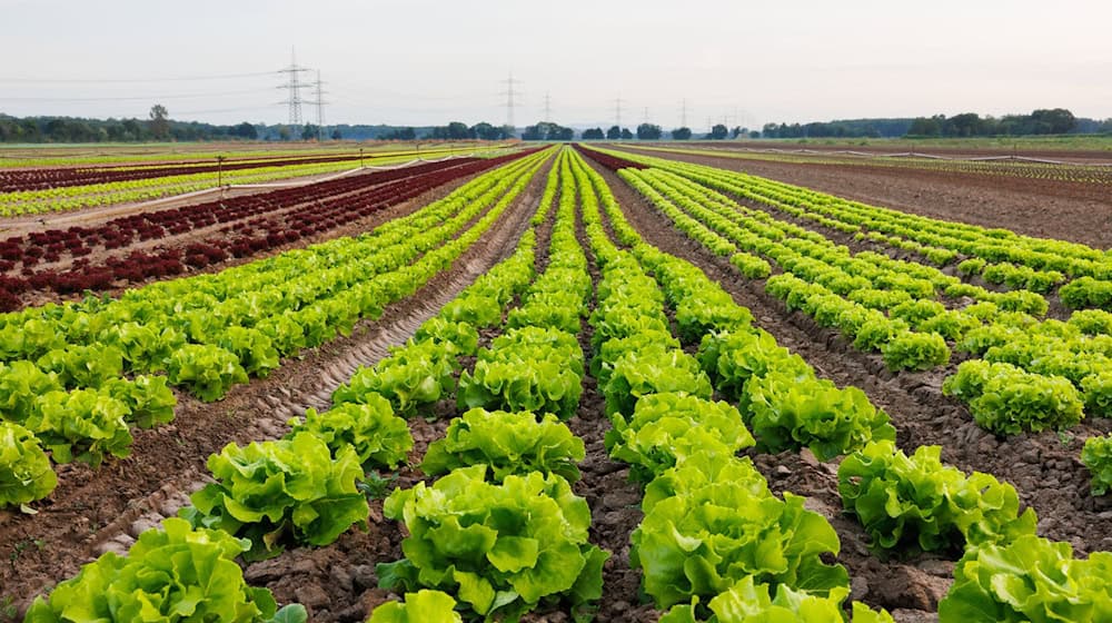 Rund 650 Salatköpfe wurden in Saalfeld geklaut. (Symbolbild) / Foto: Lando Hass/dpa