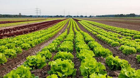 Rund 650 Salatköpfe wurden in Saalfeld geklaut. (Symbolbild) / Foto: Lando Hass/dpa