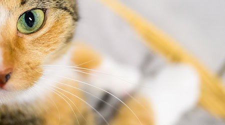 Im Landreis Gotha hat eine Katze laut Polizei einen erheblichen Anteil daran, dass ihre Halterin aus einer gefährlichen Situation gerettet werden konnte. (Symbolbild) / Foto: Julian Stratenschulte/dpa
