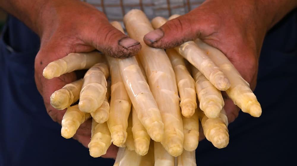 Etwas weniger Fläche, etwas weniger Ernte: Rund 1.393 Tonnen Spargel sind ersten Schätzungen nach in diesem Jahr in Thüringen gestochen worden - 16 Prozent weniger als im Vorjahr. (Archivbild) / Foto: Martin Schutt/dpa