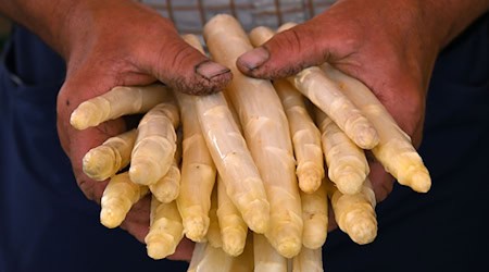 Etwas weniger Fläche, etwas weniger Ernte: Rund 1.393 Tonnen Spargel sind ersten Schätzungen nach in diesem Jahr in Thüringen gestochen worden - 16 Prozent weniger als im Vorjahr. (Archivbild) / Foto: Martin Schutt/dpa