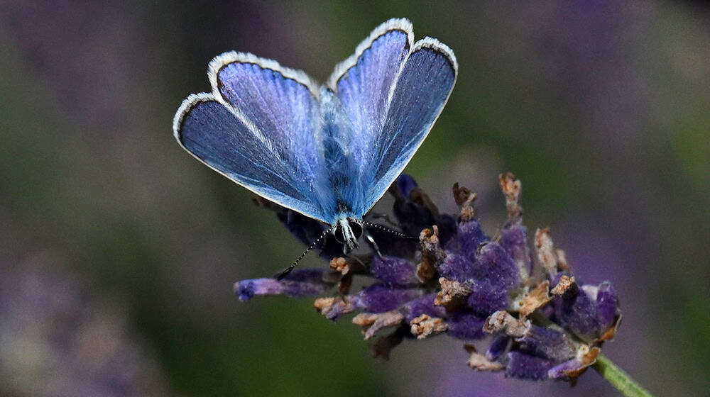 Bei dem Projekt soll auch untersucht werden, wie sich der Lavendel-Anbau auf die Insektenwelt auswirkt. / Foto: Martin Schutt/dpa