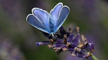Bei dem Projekt soll auch untersucht werden, wie sich der Lavendel-Anbau auf die Insektenwelt auswirkt. / Foto: Martin Schutt/dpa