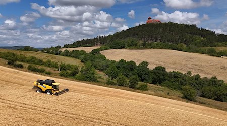 Die Wintergerste macht bei in der Regel den Anfang bei der Getreideernte. Die Gesamtanbaufläche für Getreide ist in Thüringen in diesem Jahr gewachsen (Archivfoto). / Foto: Martin Schutt/dpa