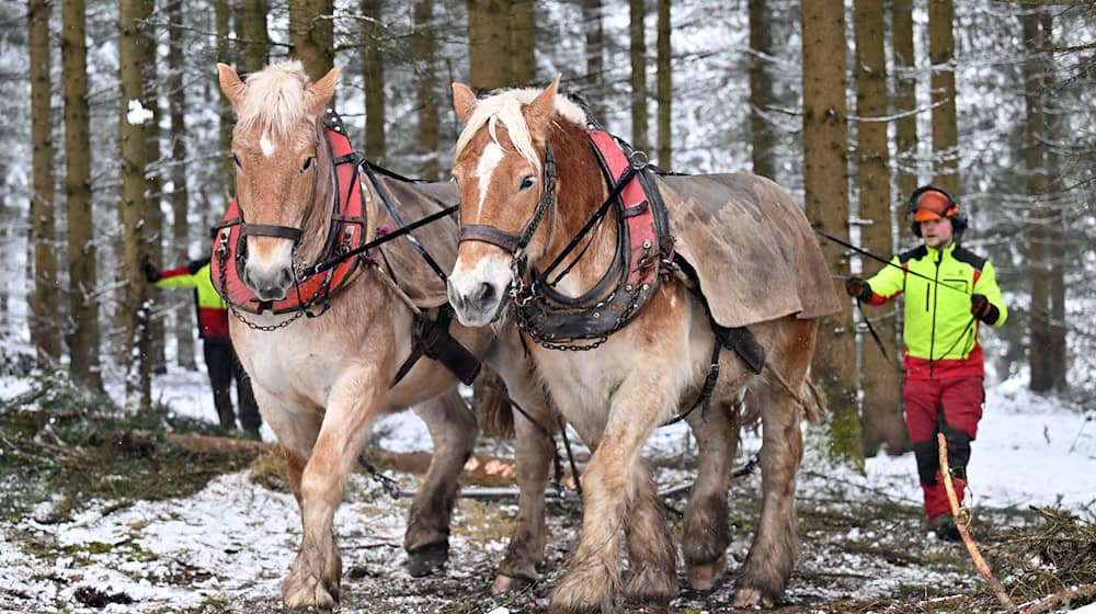 In diesem Winter waren Rückepferde im Thüringer Wald noch bei Forstarbeiten im Einsatz.  / Foto: Martin Schutt/dpa