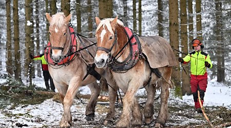 In diesem Winter waren Rückepferde im Thüringer Wald noch bei Forstarbeiten im Einsatz.  / Foto: Martin Schutt/dpa