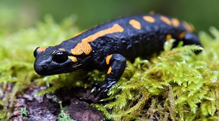 Für den Bestand der Feuersalamander ist Trockenheit ein großes Problem. (Archivbild) / Foto: picture alliance / Martin Schutt/dpa-Zentralbild/dpa