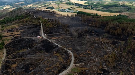 Laut der Landesforstanstalt durchziehen derzeit rund 11.100 Kilometer Weg die Thüringer Wälder. / Foto: Michael Reichel/dpa