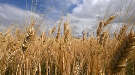 Nach langer Trockenheit macht nun Regen den Landwirten zu schaffen - er stört die Getreideernte. (Archivbild) / Foto: Martin Schutt/dpa