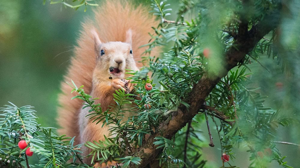 Leckerbissen für Eichhörnchen - doch für Menschen sind Eiben-Samen giftig (Archivbild) / Foto: picture alliance / Lino Mirgeler/