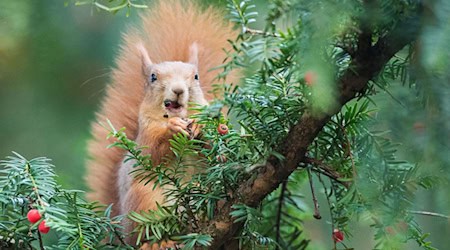 Leckerbissen für Eichhörnchen - doch für Menschen sind Eiben-Samen giftig (Archivbild) / Foto: picture alliance / Lino Mirgeler/