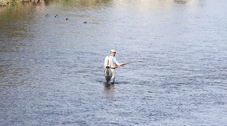 In Thüringen machen Niedrigwasser und hohe Wassertemperaturen den Fischen zu schaffen. Immer mehr Gewässer werden deshalb vorübergehend für Angler gesperrt. (Archivfoto) / Foto: Bodo Schackow/dpa