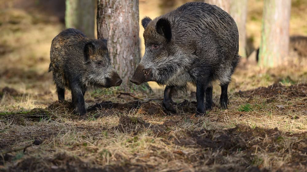 Wildschweine im Warburgkreis mit Tuberkulose infiziert (Symbolbild)   / Foto: Patrick Pleul/dpa