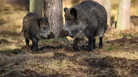Wildschweine im Warburgkreis mit Tuberkulose infiziert (Symbolbild)   / Foto: Patrick Pleul/dpa