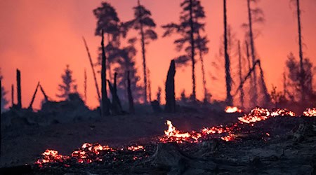 In der Nacht auf Donnerstag brannte das Waldstück in der Saalfelder Höhe weiterhin. / Foto: Daniel Vogl/dpa