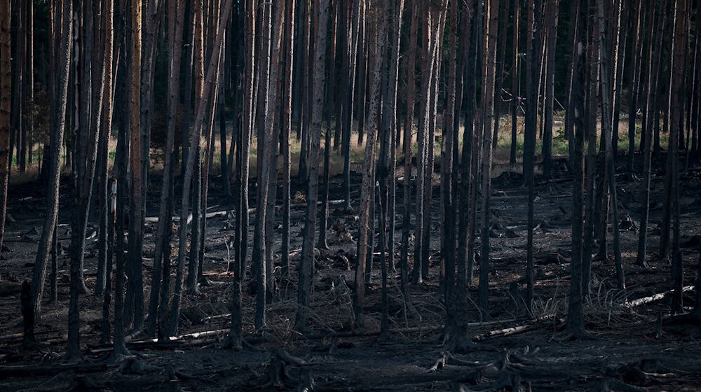 Der Brand auf der Saalfelder Höhe hat Hunderte Hektar Wald zerstört.  / Foto: Daniel Vogl/dpa