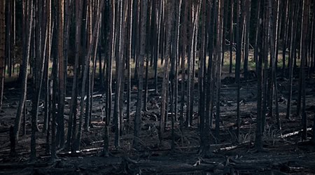 Der Brand auf der Saalfelder Höhe hat Hunderte Hektar Wald zerstört.  / Foto: Daniel Vogl/dpa