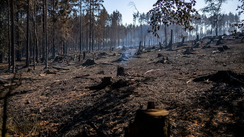 Das Feuer auf der Saalfelder Höhe im Landkreis Saalfeld-Rudolstadt gilt als größter Waldbrand in Thüringen seit mindestens 30 Jahren - die Linke-Fraktion möchte nun in einem Landtagsausschuss untersuchen, welche Lehren aus dem Einsatz gezogen werden können. (Archivbild) / Foto: Jacob Schröter/dpa