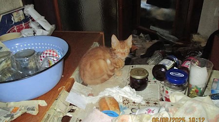 Das Tier gehört zu den insgesamt 26 verwahrlosten Katzen, die Veterinäramtsmitarbeiter vor einigen Tagen im Landkreis Saalfeld-Rudolstadt aus zwei Wohnhäusern gerettet haben. / Foto: -/Landratsamt Saalfeld-Rudolstadt/Veterinäramt/dpa