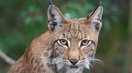 Ein junger Luchs wie dieser soll im Thüringer Wald wieder ausgewildert werden, nachdem das Tier abgemagert aufgegriffen und wieder aufgepäppelt worden ist. (Archivbild) / Foto: Soeren Stache/dpa