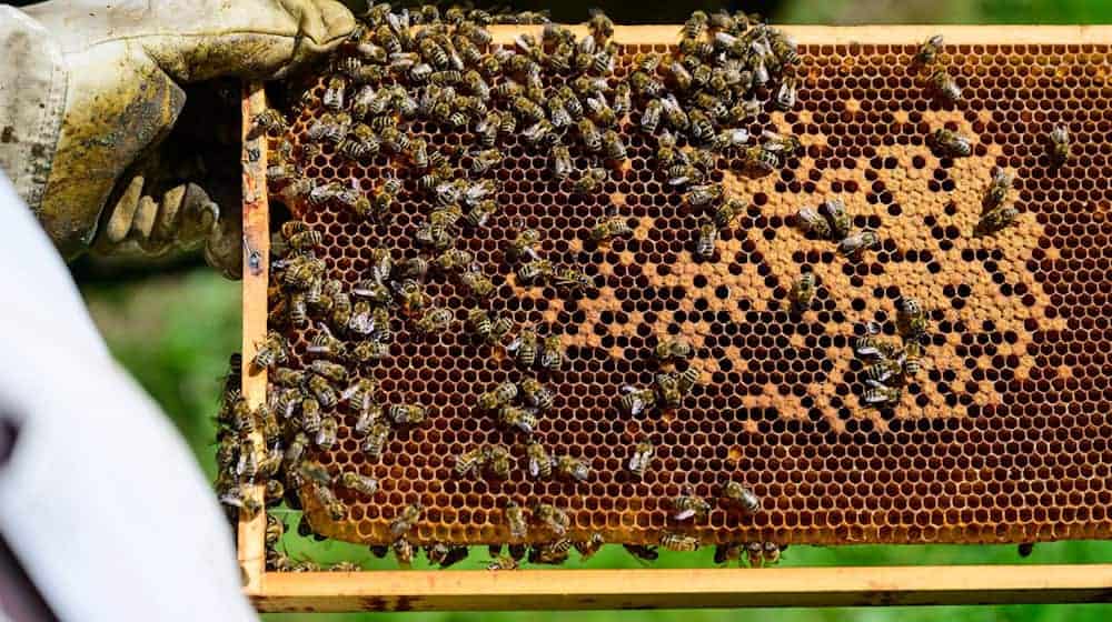 Für die Wissensvermittlung an Nachwuchs-Imker, aber auch für die Bekämpfung von Bienen-Krankheiten erhalten Imkereien in Thüringen bis zu 1.500 Euro jährlich. (Symbolfoto) / Foto: Philipp Schulze/dpa