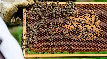 Für die Wissensvermittlung an Nachwuchs-Imker, aber auch für die Bekämpfung von Bienen-Krankheiten erhalten Imkereien in Thüringen bis zu 1.500 Euro jährlich. (Symbolfoto) / Foto: Philipp Schulze/dpa