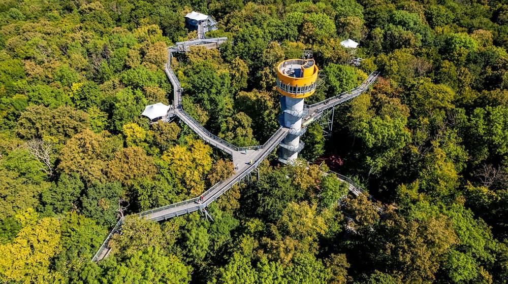 Besucher können entlang des 540 Meter langen Pfads durch die Baumwipfel im Nationalpark schlendern. / Foto: Jacob Schröter/dpa