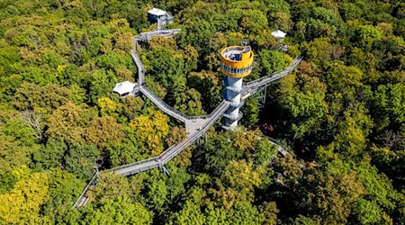 Besucher können entlang des 540 Meter langen Pfads durch die Baumwipfel im Nationalpark schlendern. / Foto: Jacob Schröter/dpa