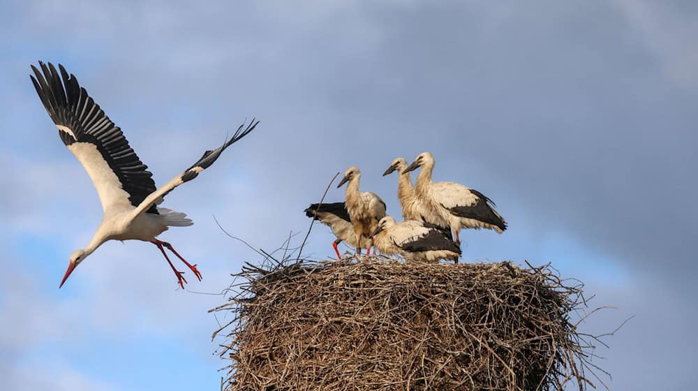 Thüringens Storchennachwuchs ist gefährdet. (Archivbild)  / Foto: Thomas Warnack/dpa