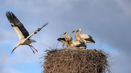 Thüringens Storchennachwuchs ist gefährdet. (Archivbild)  / Foto: Thomas Warnack/dpa