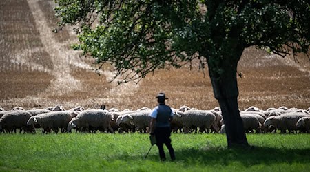 Schäfer zeigen in Hohenfelden ihr Können im Umgang mit Herden (Archivbild)  / Foto: Hannes P. Albert/dpa