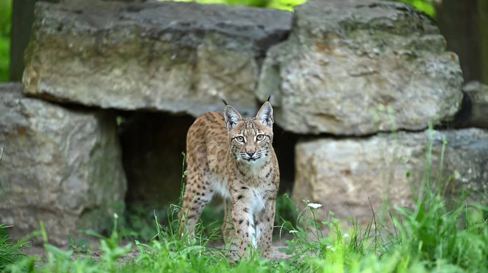 Für ein Artenschutzprojekt soll Ende August ein weiterer Luchs im Thüringer Wald ausgewildert werden. (Archivbild)  / Foto: Martin Schutt/dpa