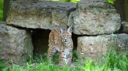 Für ein Artenschutzprojekt soll Ende August ein weiterer Luchs im Thüringer Wald ausgewildert werden. (Archivbild)  / Foto: Martin Schutt/dpa