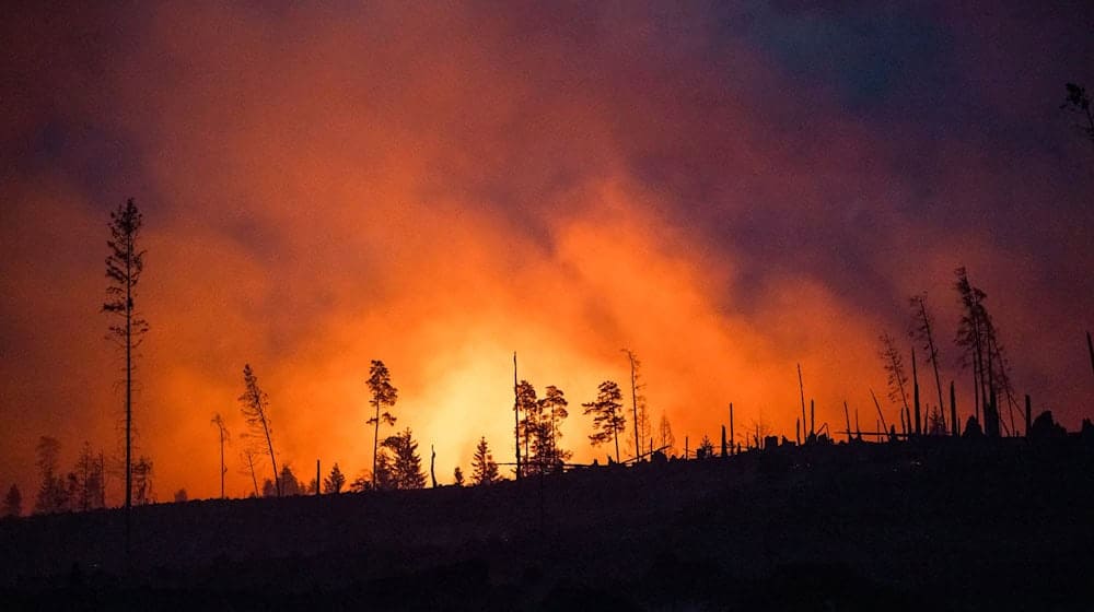 Betroffen war den Angaben zufolge eine Waldfläche von rund einem Hektar. (Symbolbild)  / Foto: Daniel Vogl/dpa