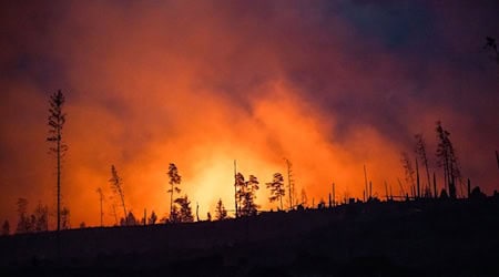 Betroffen war den Angaben zufolge eine Waldfläche von rund einem Hektar. (Symbolbild)  / Foto: Daniel Vogl/dpa