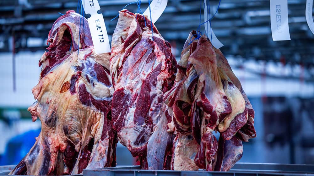 Mehr Rinder als ein Jahr zuvor wurden in der ersten Jahreshälfte 2025 in Thüringen geschlachtet - zudem erzeugten die Betriebe insgesamt mehr Fleisch. (Archivbild) / Foto: Jens Büttner/dpa