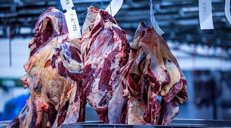 Mehr Rinder als ein Jahr zuvor wurden in der ersten Jahreshälfte 2025 in Thüringen geschlachtet - zudem erzeugten die Betriebe insgesamt mehr Fleisch. (Archivbild) / Foto: Jens Büttner/dpa