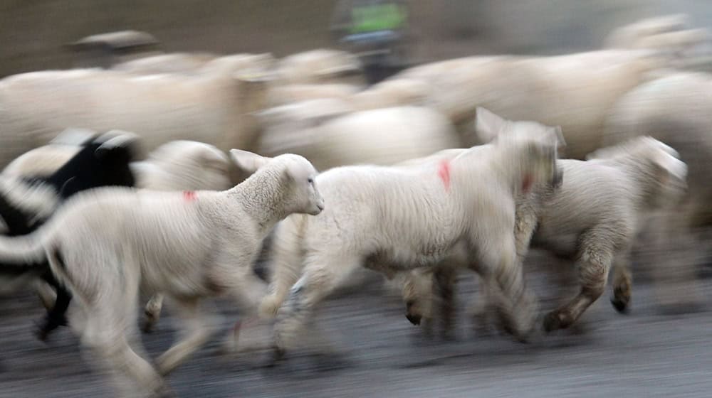 Ein Raubtier hat eine Schafherde im Wartburgkreis angegriffen. (Symbolbild) / Foto: Patrick Seeger/dpa