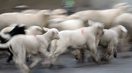 Ein Raubtier hat eine Schafherde im Wartburgkreis angegriffen. (Symbolbild) / Foto: Patrick Seeger/dpa