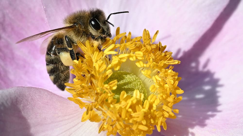 Wildbienen brauchen Unterstützung von Gärtnern. (Symbolbild)   / Foto: Bernd Weißbrod/dpa