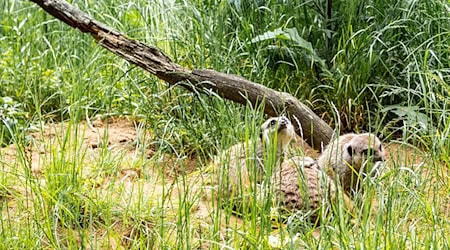Im Tierpark in Suhl sind Erdmännchen eingezogen. (Symbolfoto) / Foto: Frank Hammerschmidt/dpa