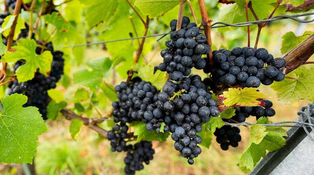 Wein wird in Thüringen auf einer Fläche von 138 Hektar angebaut. (Archivfoto) / Foto: Jacob Schröter/dpa